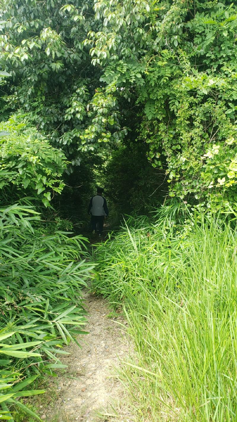 山奥への蓄電池輸送のためのモノレ...
